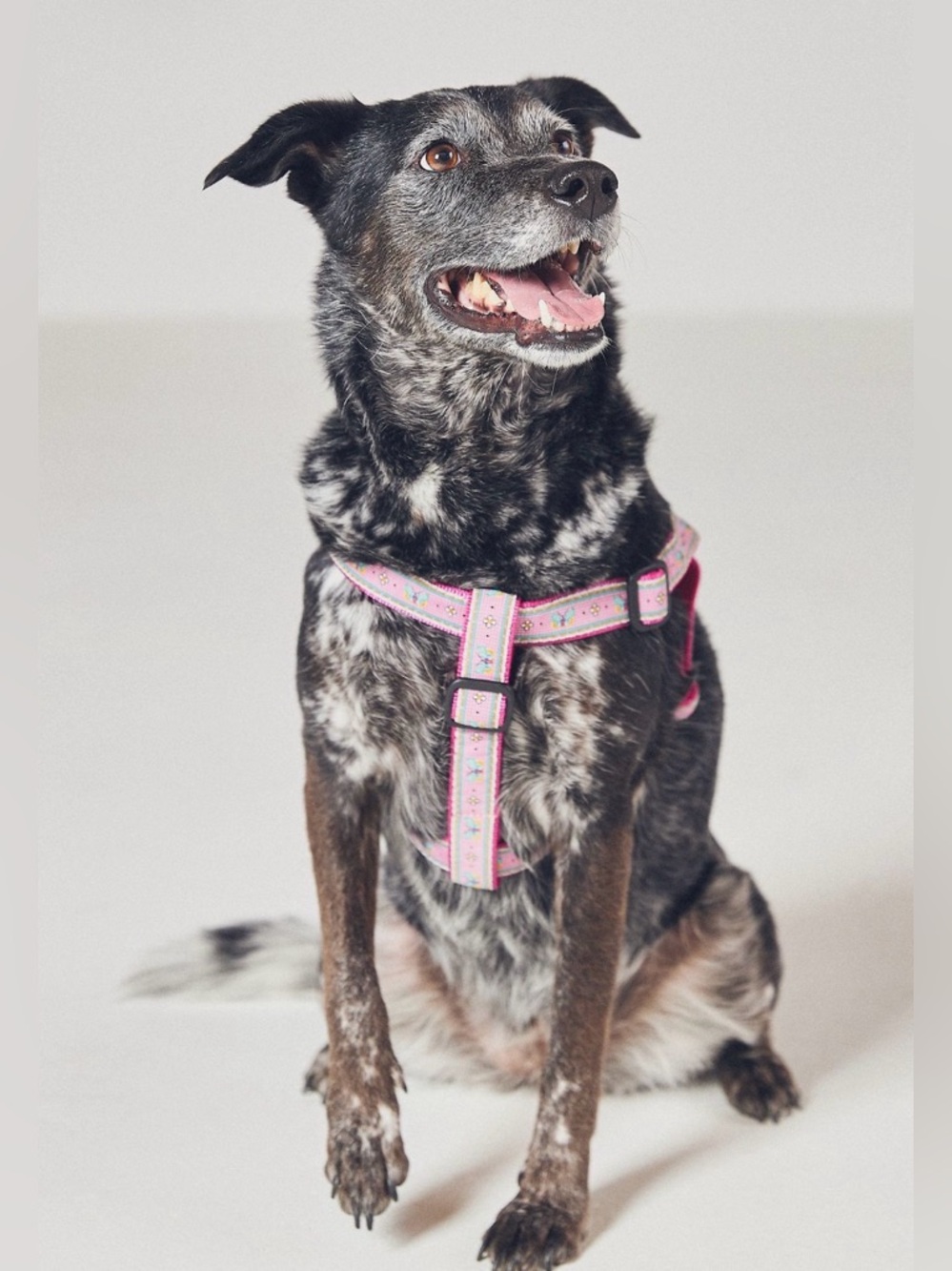 Anthropologie Garden Bistro Dog Harness, MED NWT